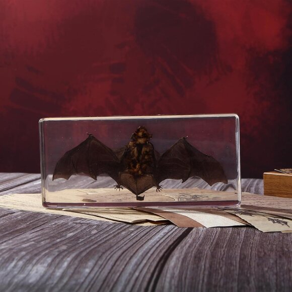 Other - Taxidermy Bat Insect in Resin, Real Bat Specimens Animal Specimen in Resin Fans